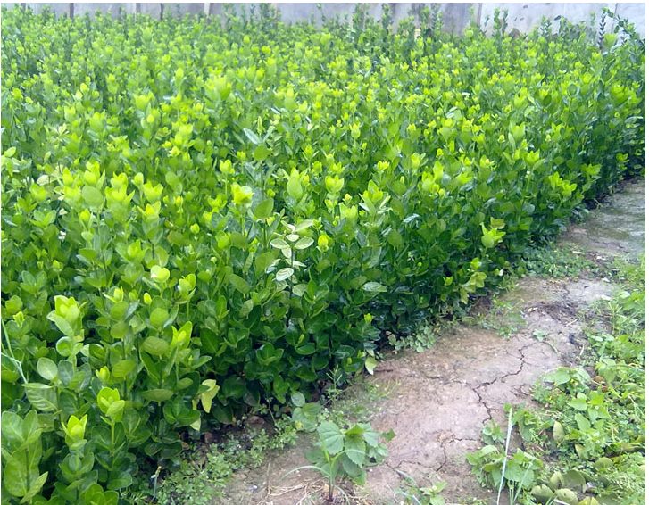 冬青苗大叶黄杨苗法国冬青苗大小叶黄杨苗篱笆树苗四季青绿化树苗