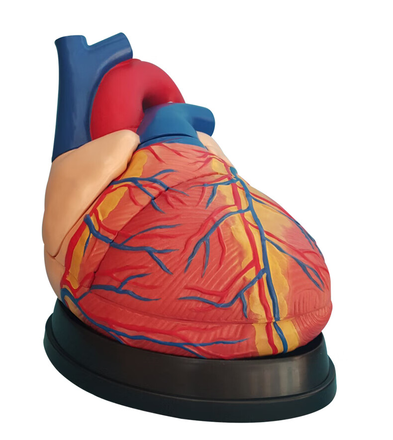 人体心脏模型心脏搭桥模型心内科心脏解剖教学模型自然大心脏自然大