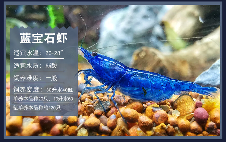 虾苗淡水养殖大和除藻虾活体宠物樱花虾极火水晶pucai蓝色经典套餐