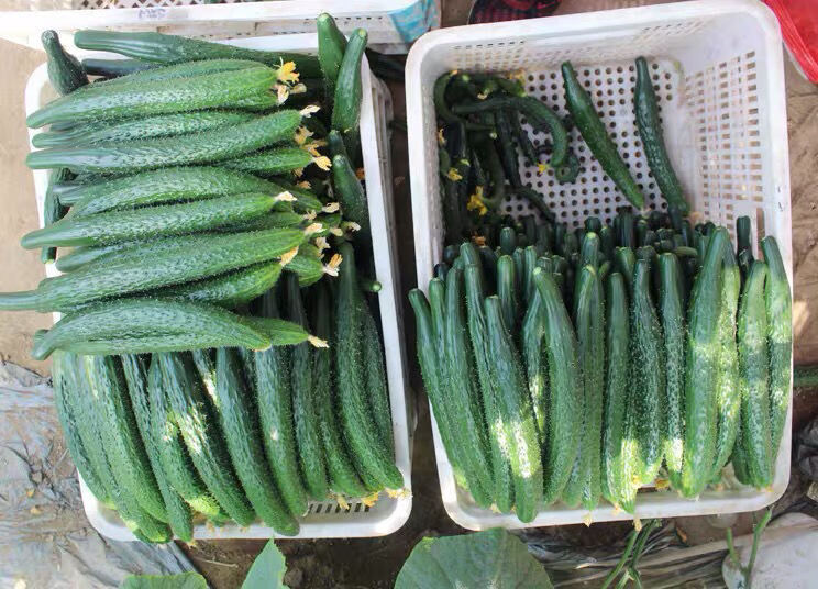 云南露天自家种植菜黄瓜510斤装采摘现摘现发青瓜嫩刺脆直瓜现摘新鲜