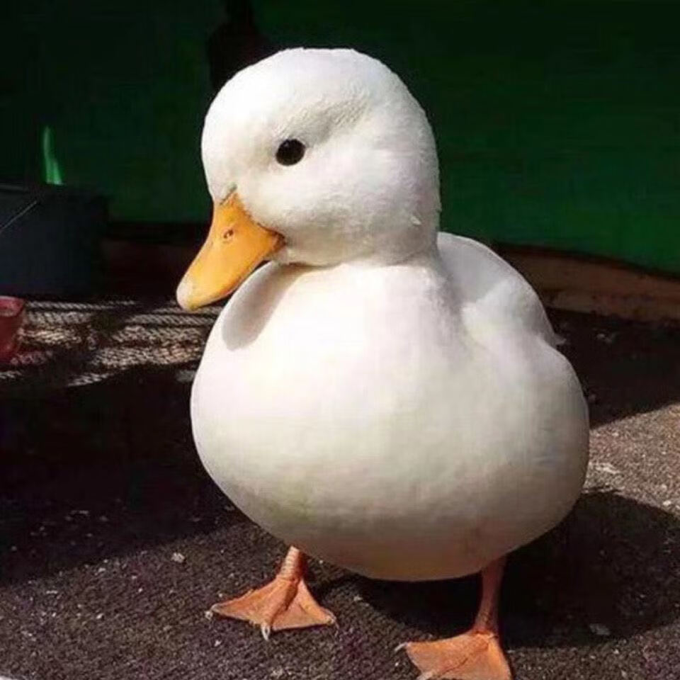 可儿鸭可爱活体宠物一对幼鸭子活物宿舍宠物网红 异色柯尔小鸭子混血