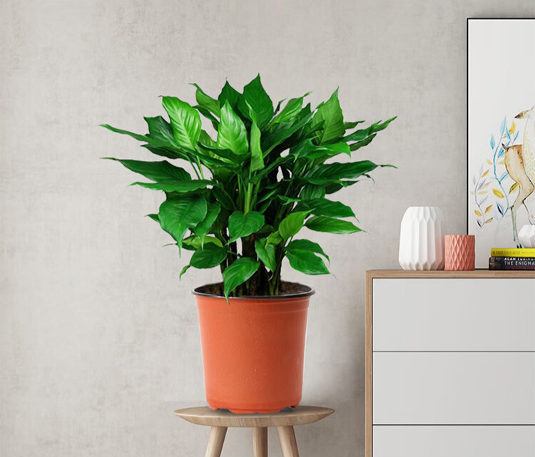 送货上门大型绿植盆栽客厅办公室大厅室内盆栽花卉绿植盆栽大盆虎皮兰