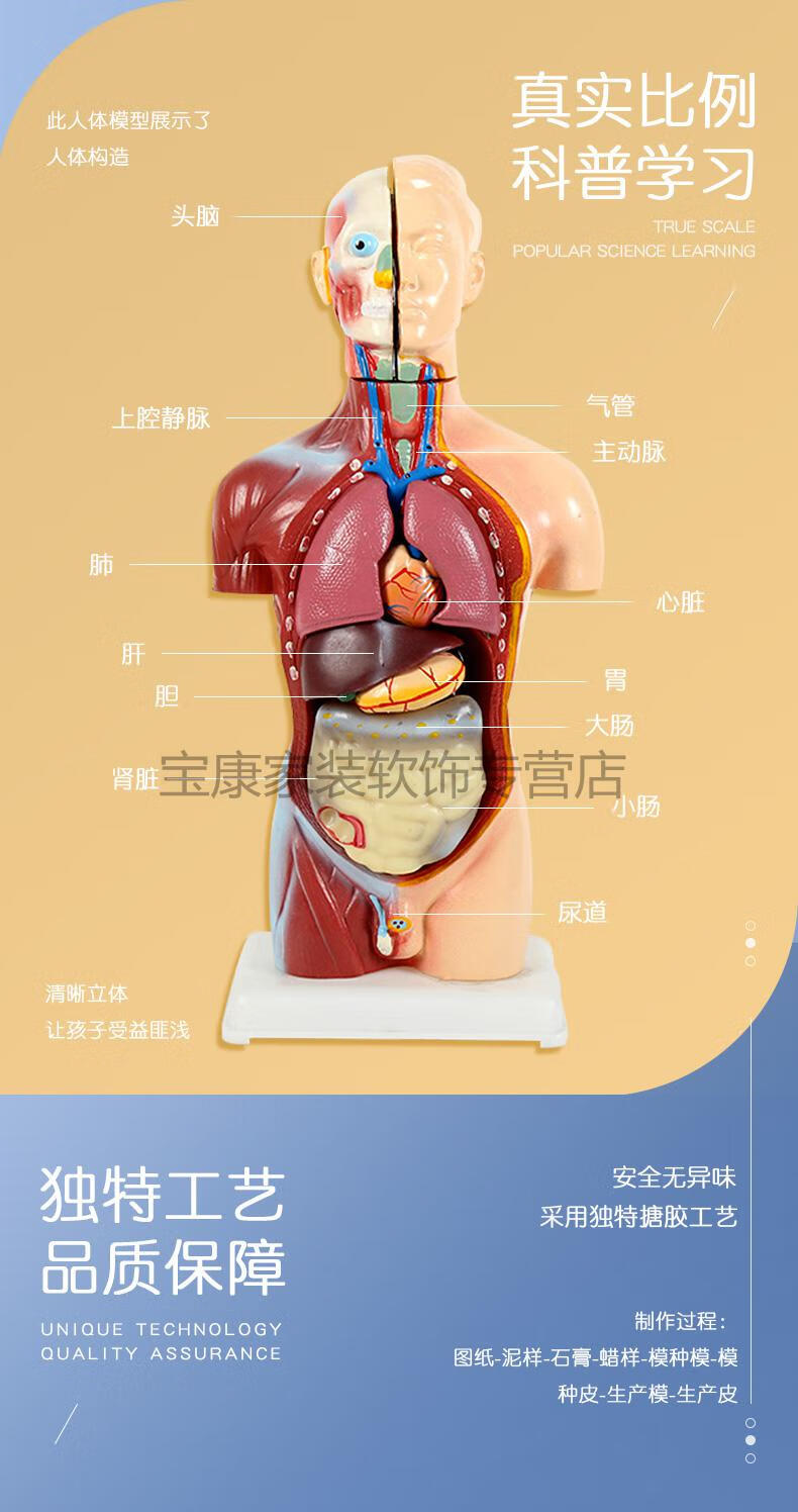 人体模型介绍图片