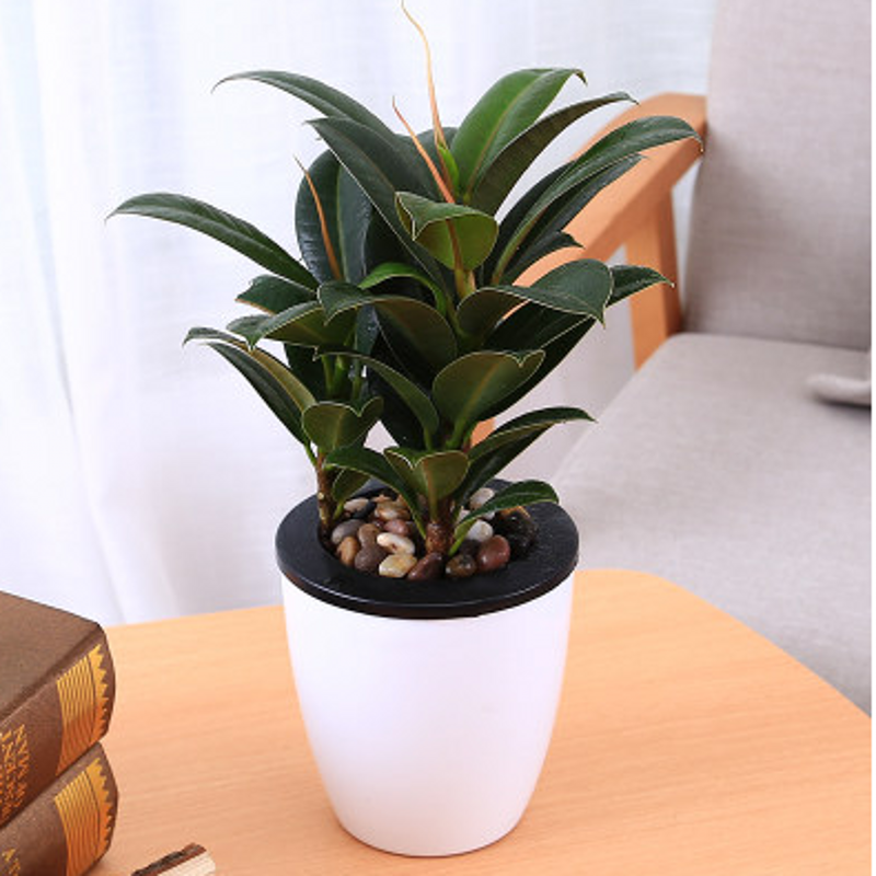 黑金刚橡皮树室内盆栽植物客厅大型绿植花卉盆栽 观叶植物 黑金刚橡皮