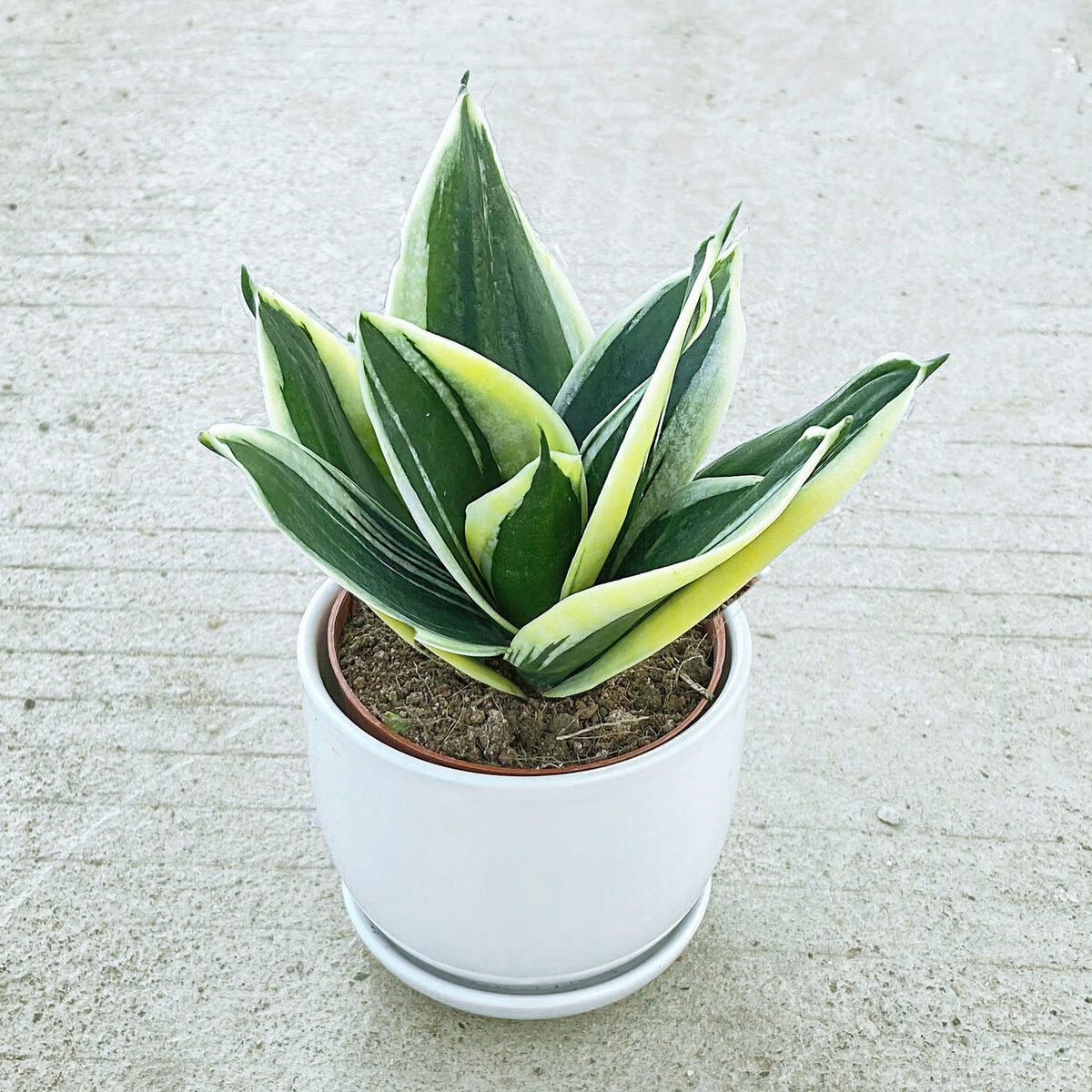 哈尼荷花兰虎皮兰室内花卉绿植盆栽好养花dw 【推荐】一盆哈尼(素烧粗