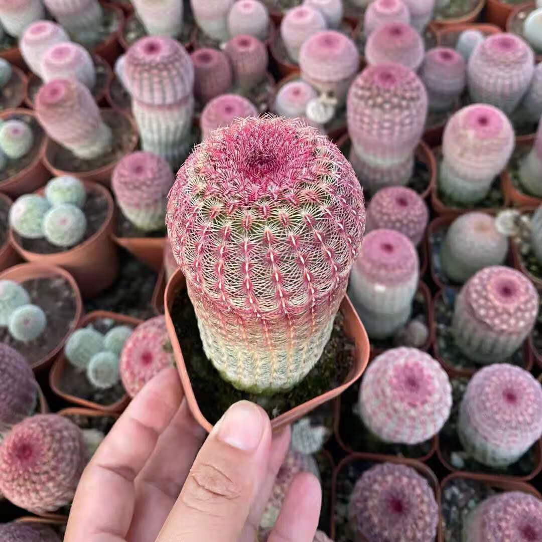 红太阳仙人球实生高级稀有多头仙人掌多肉植物室内盆栽防辐射 落地根