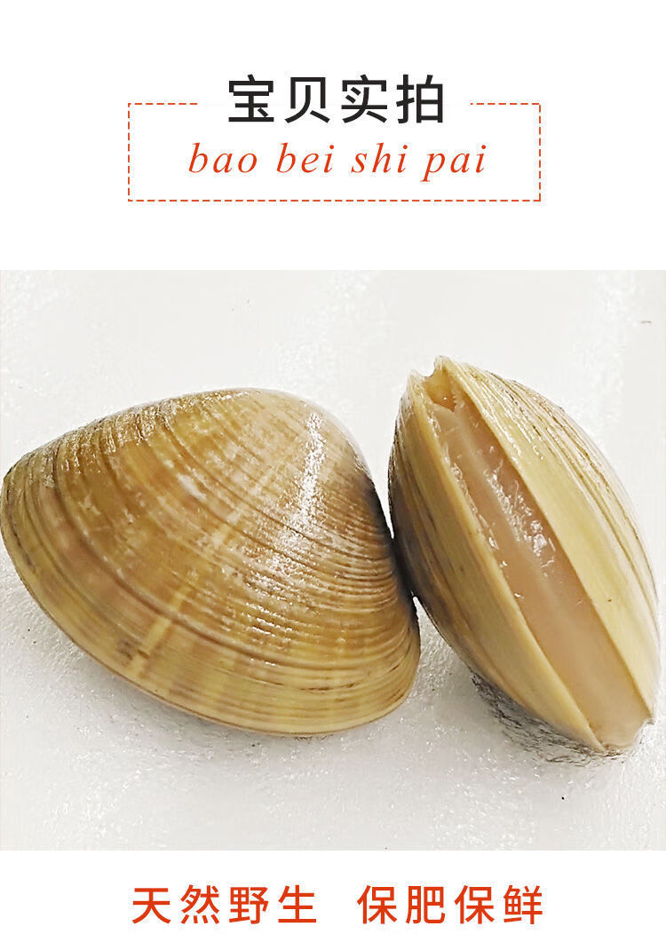 顺丰冷链丹东东港大蚬子新鲜鲜活无沙特大蛤蜊文贝 鲜活黄蚬子整箱6斤