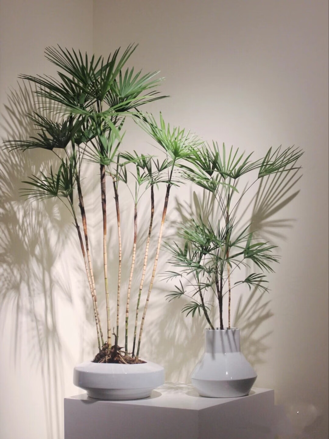 【花庄】金山棕盆栽独自成景室内小森林日本棕竹植物软装禅意唐棕