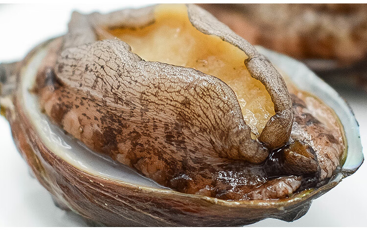 【顺丰】 新鲜速冻鲍鱼20-25头超实惠精品海鲜贝类 20-25只/斤