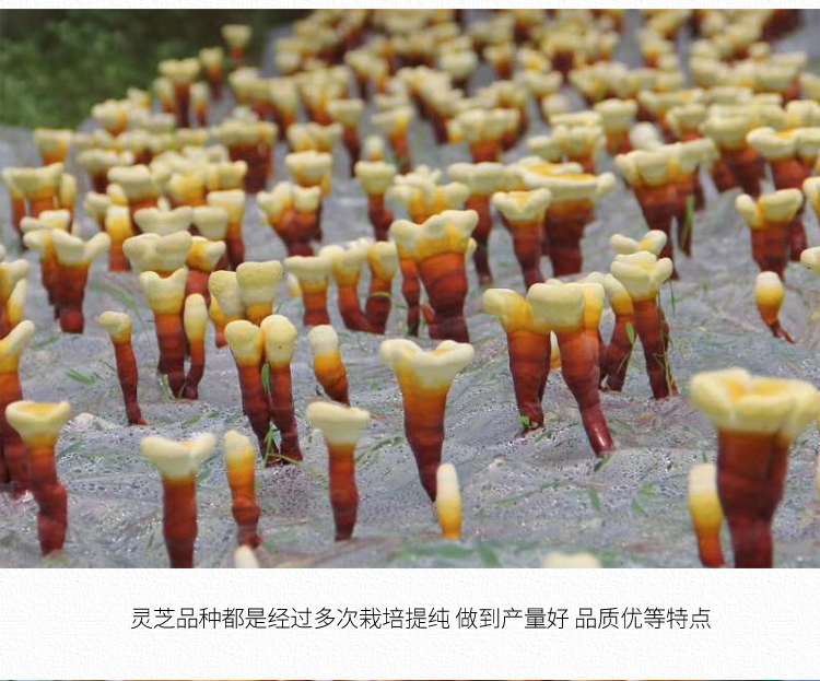 君芝莱新态牌破壁灵芝孢子粉增强免疫力源自大别山金寨灵芝100g装1g袋