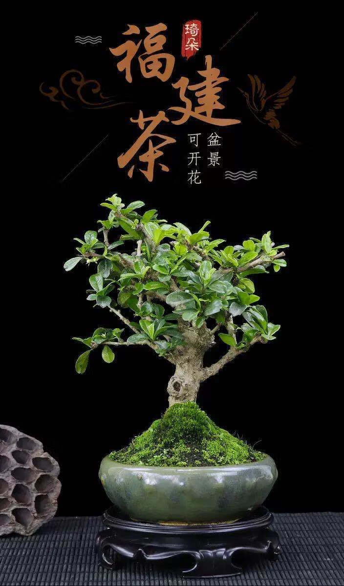 福建茶悬崖盆景s弯造型飘枝盆栽室外阳台绿植老桩四季常青开花th4福建