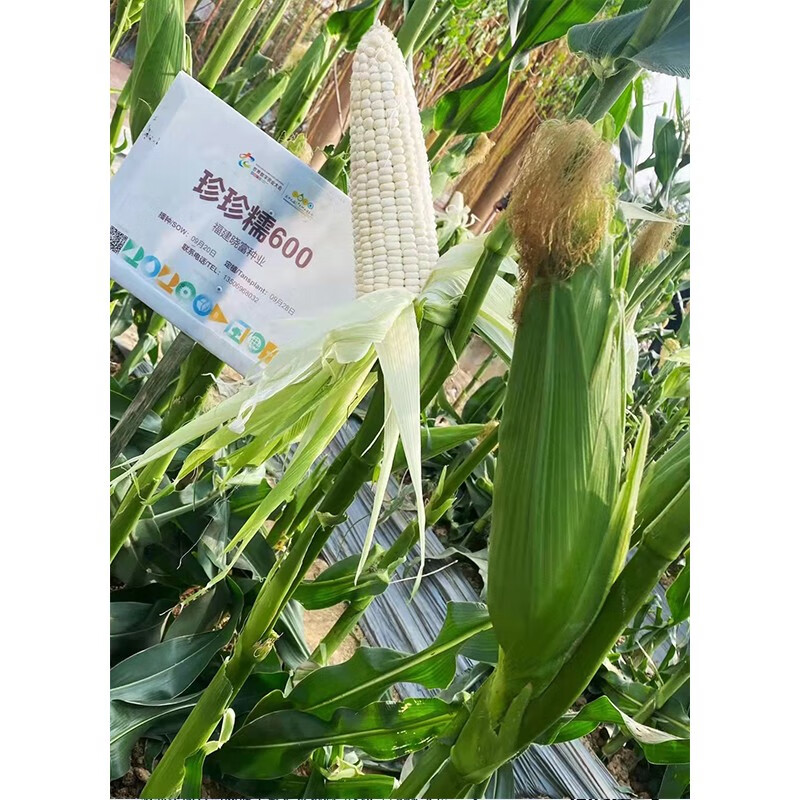 珍珍糯600白糯玉米种籽高产抗病春秋播甜糯白玉米种大棒非转大田玉米