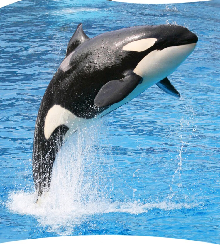 日本高档 游泳圈充气坐骑大鲨鱼水上玩具成人大人海豚