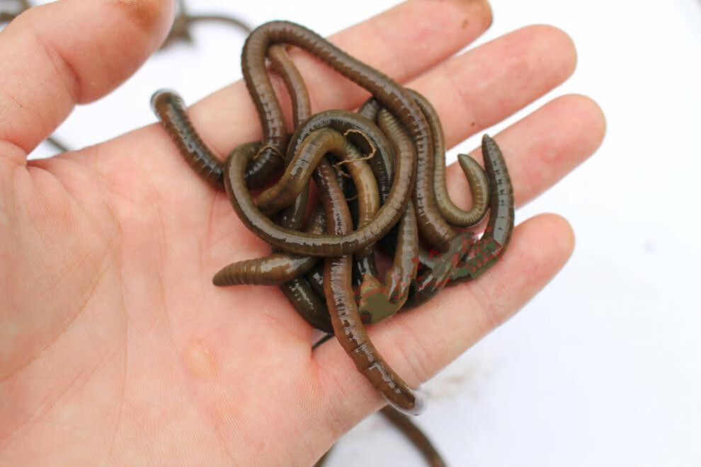 鲜活臭蚯蚓青蚯蚓活饵钓黄鳝特大诱饵活体王军饵 通货半斤