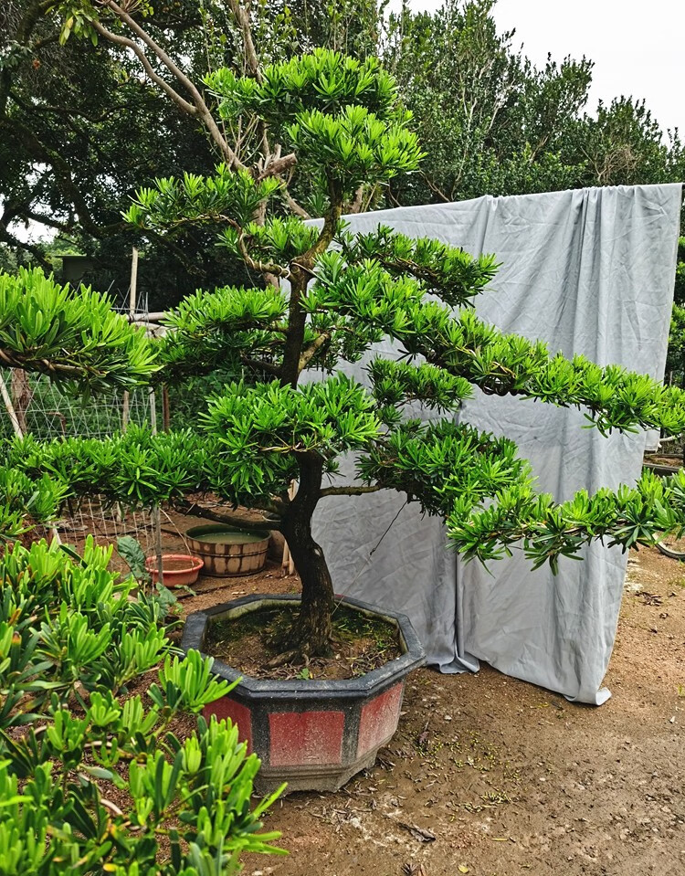 羅漢松園藝盆景樹樁盆栽植物四季常青綠植庭院臺灣金鑽迎客松懸崖式