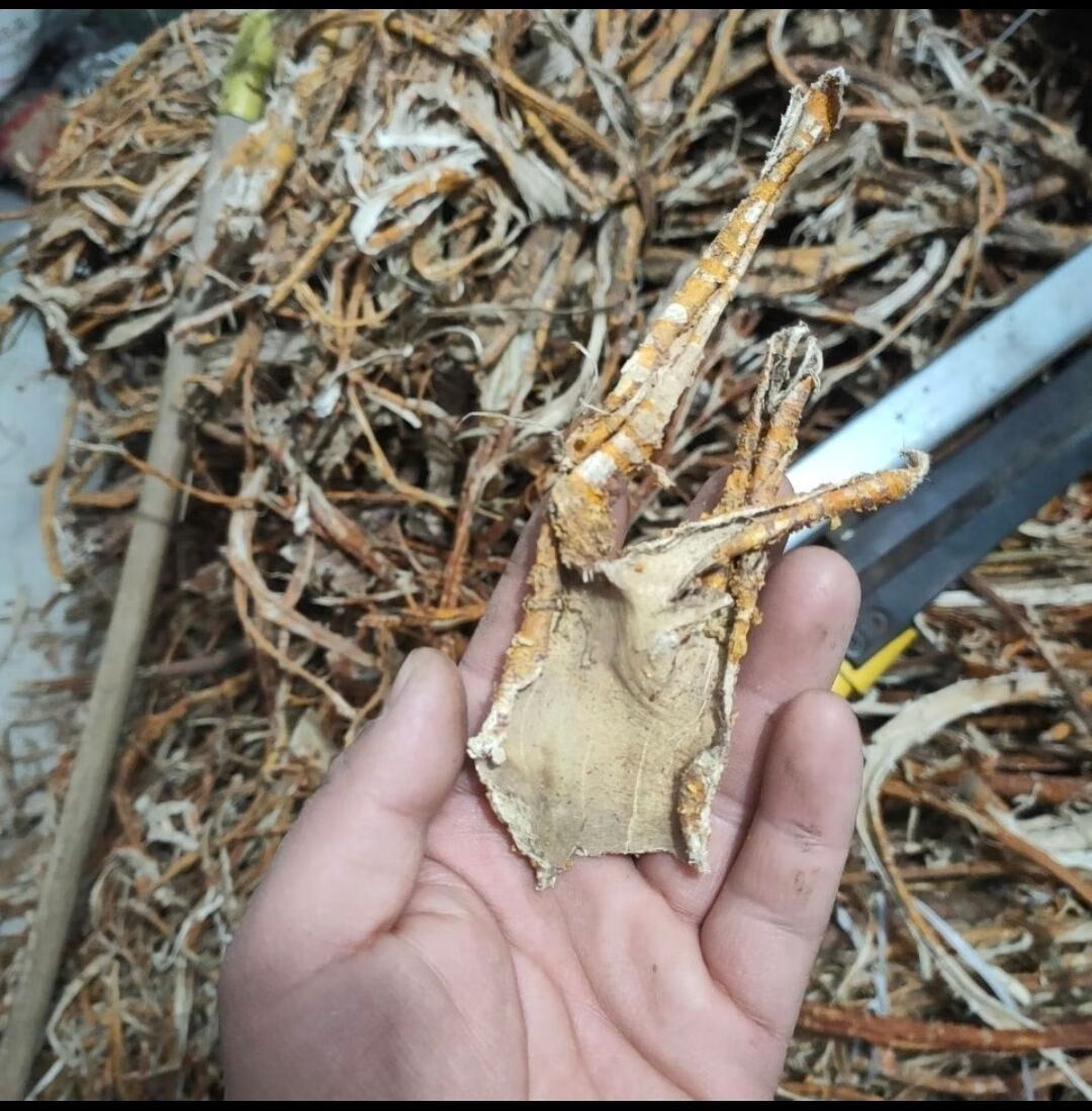 桑树根皮桑白皮桑树皮洗头发太阳晒桑树皮桑根皮野桑葚树根皮半斤桑根