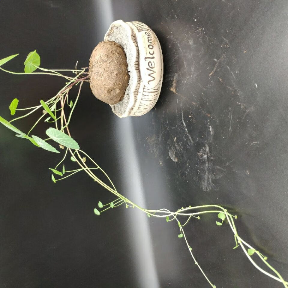 山乌龟红藤血藤绿藤爬藤植物园艺盆景盆栽花卉红藤小圆叶批发 秋颖