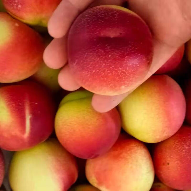 枣蜜桃 新疆珍珠枣油桃新鲜水果蜜桃9斤白心枣味小桃子 5斤装 4500g