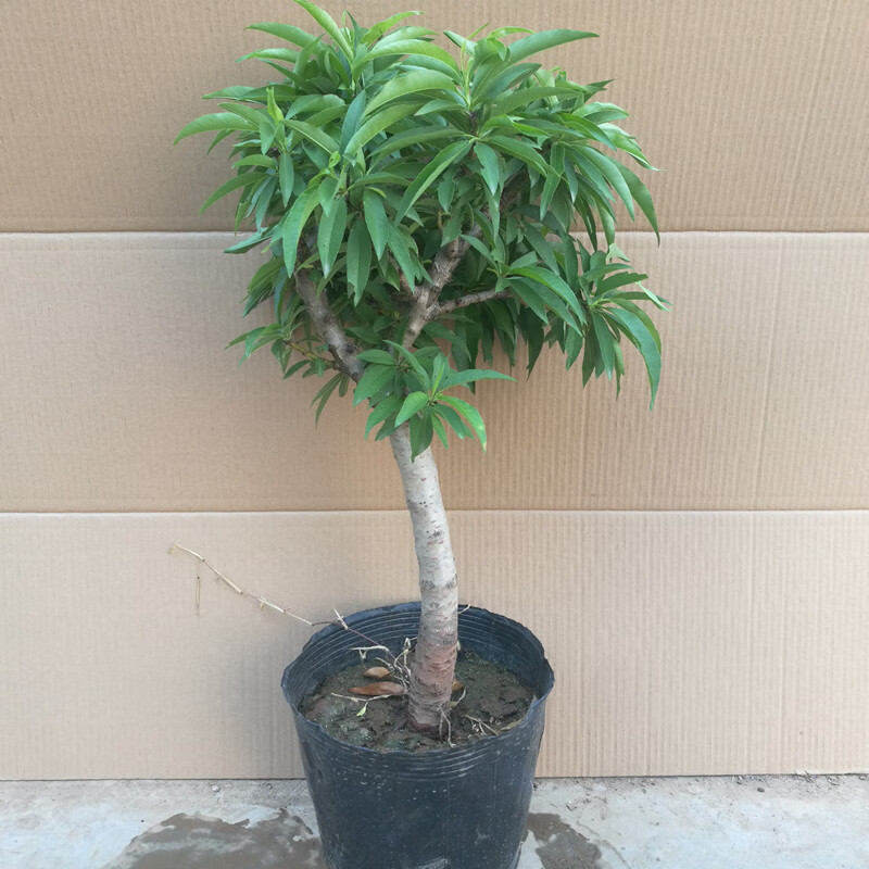 寿星桃苗重瓣桃花寿心桃盆栽 盆景桃树苗树 带花苞耐寒植物 3年苗(苗)