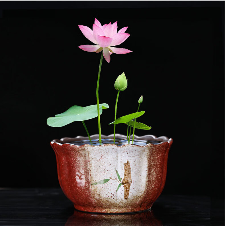 水仙花盆陶瓷大号家用无孔铜钱草专用一叶莲碗莲盆多肉大口径水培