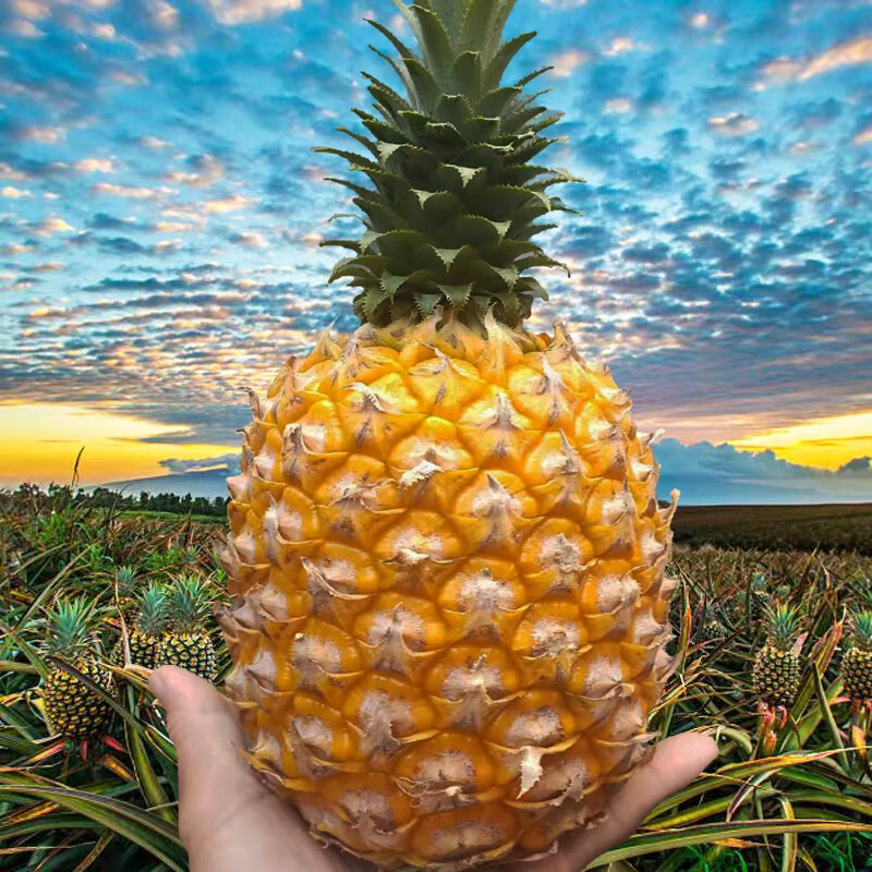 正宗新鲜水果当季火山红土香水菠萝非海南凤梨5斤起 9斤 中果收藏送刀