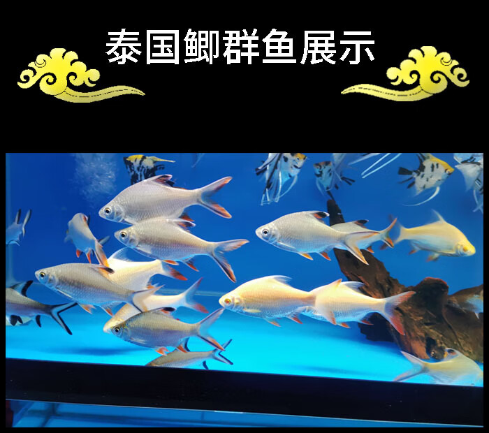 中層熱帶觀賞魚飛鳳魚直紋活體金鳳銀鳳泰國鯽魚龍魚