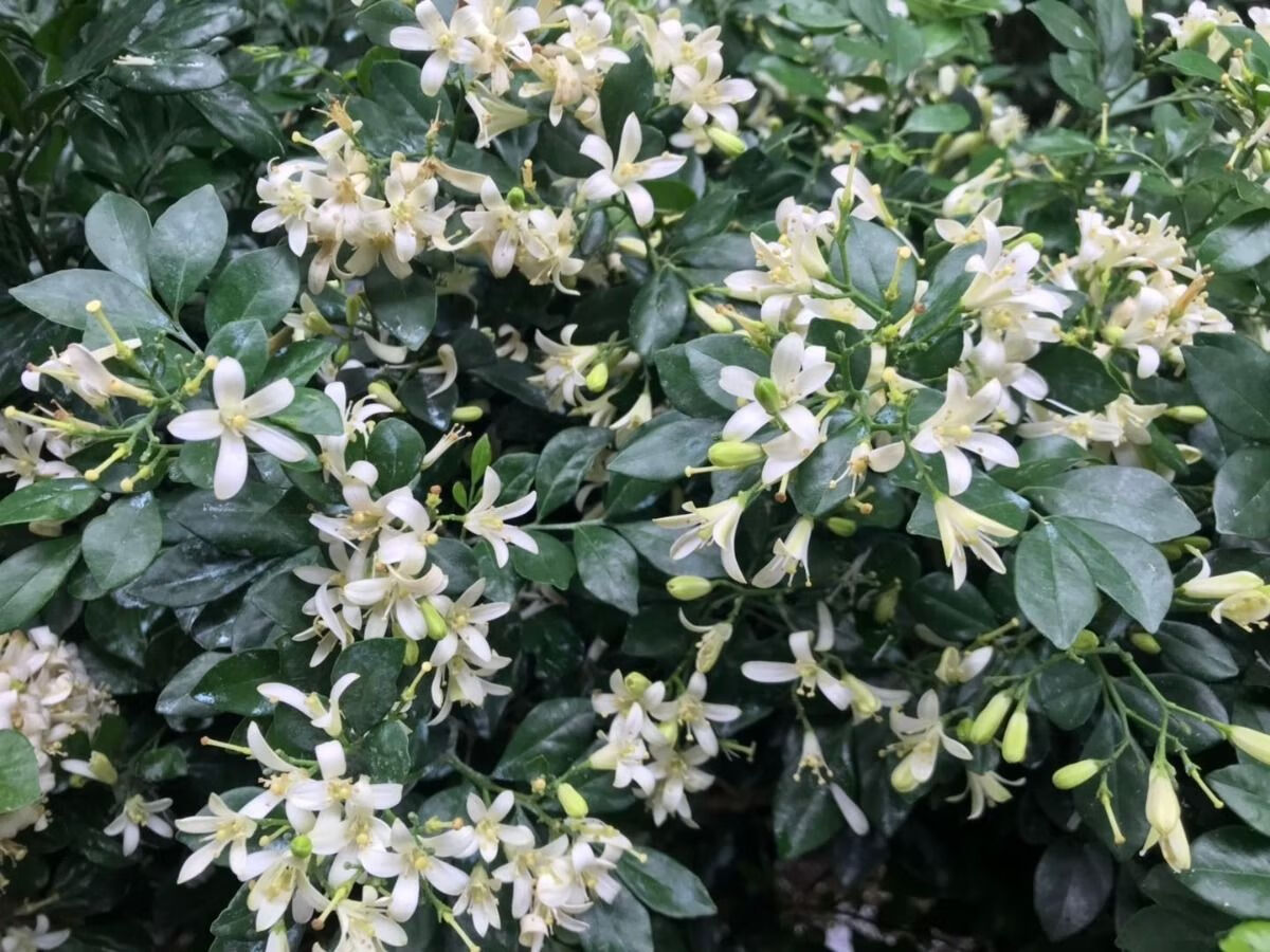 七里香什么时候开花(九里香的花期是几月份)