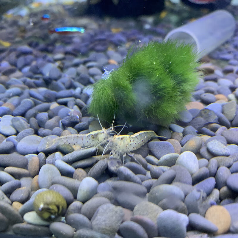 国产大河藻虾除藻观赏虾清理水草绿藻清洁虾鲜活水草缸虾黑壳虾国产