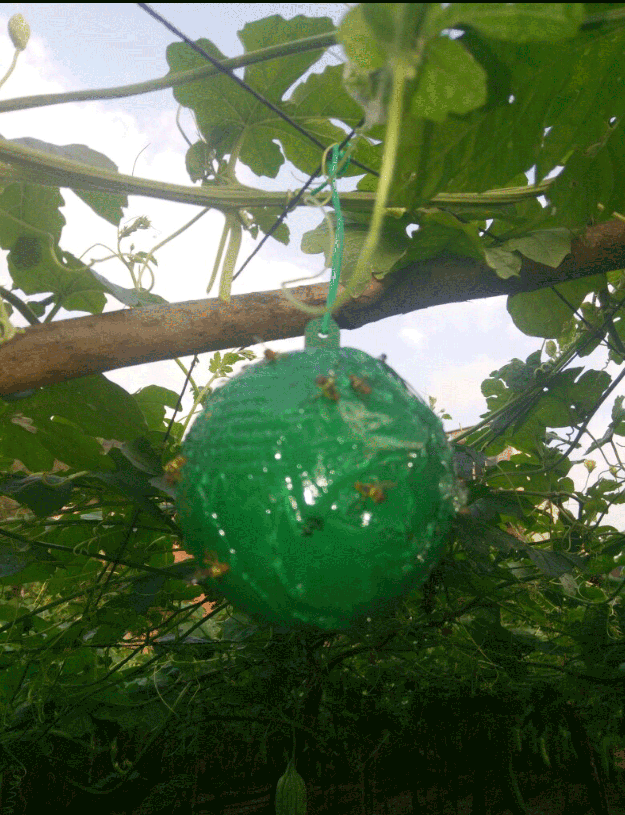 粘虫球诱蝇球丝瓜果实蝇贴针蜂黄蜂色引诱剂果蝇器双面黄板纸tt8 【10