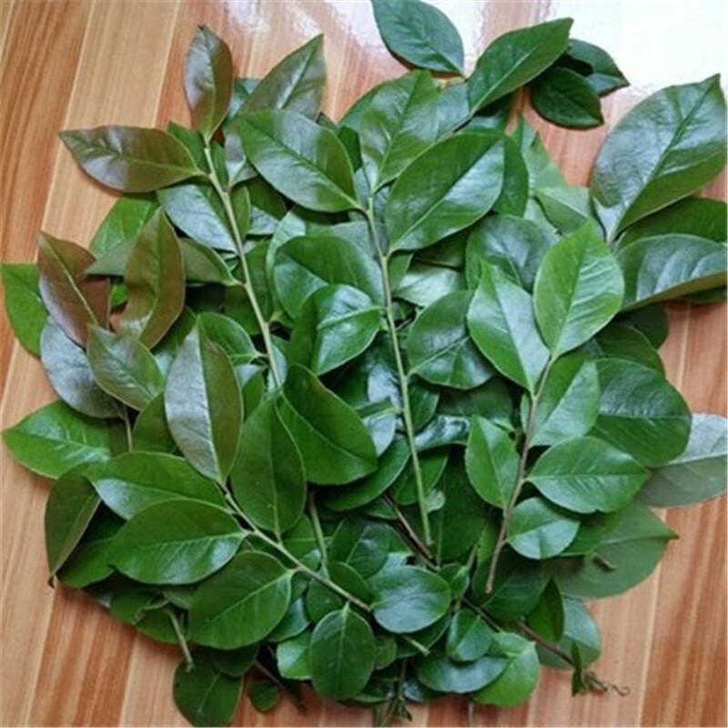 维桑新鲜乌饭叶南烛叶乌饭树叶乌饭草可制作乌米饭2kg