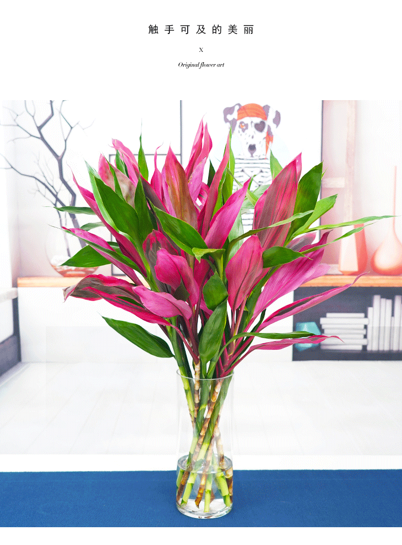 金边富贵竹水养红叶富贵招财竹紫叶朱焦富贵竹室内植物h招财竹10颗不