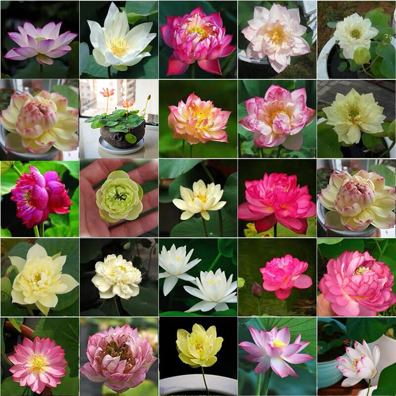 碗莲水培植物四季开花易种活花卉植物室内花阳台盆栽水生好养睡莲烟雨