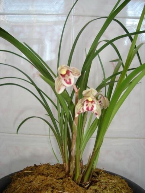 兰花 云南兰花超香莲瓣兰名品【剑阳蝶】浓香型 小雪素6苗连体 不含盆