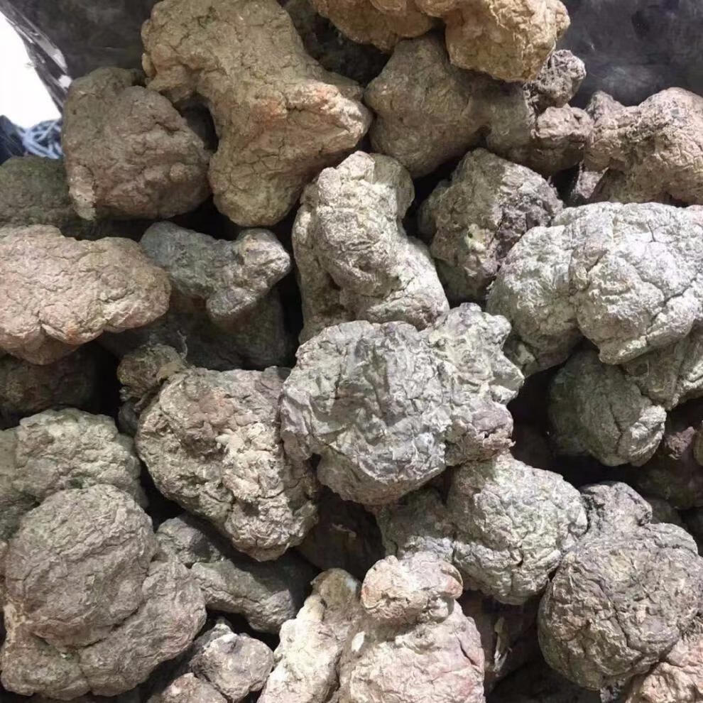 有仁堂正宗虎乳灵芝虎乳菌虎奶菌虎奶菌250克年货 官方虎奶特大装