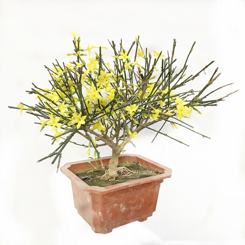 迎春花造型盆景老桩提根室内阳台花卉庭院盆栽四季好养垂钓植物 迎春