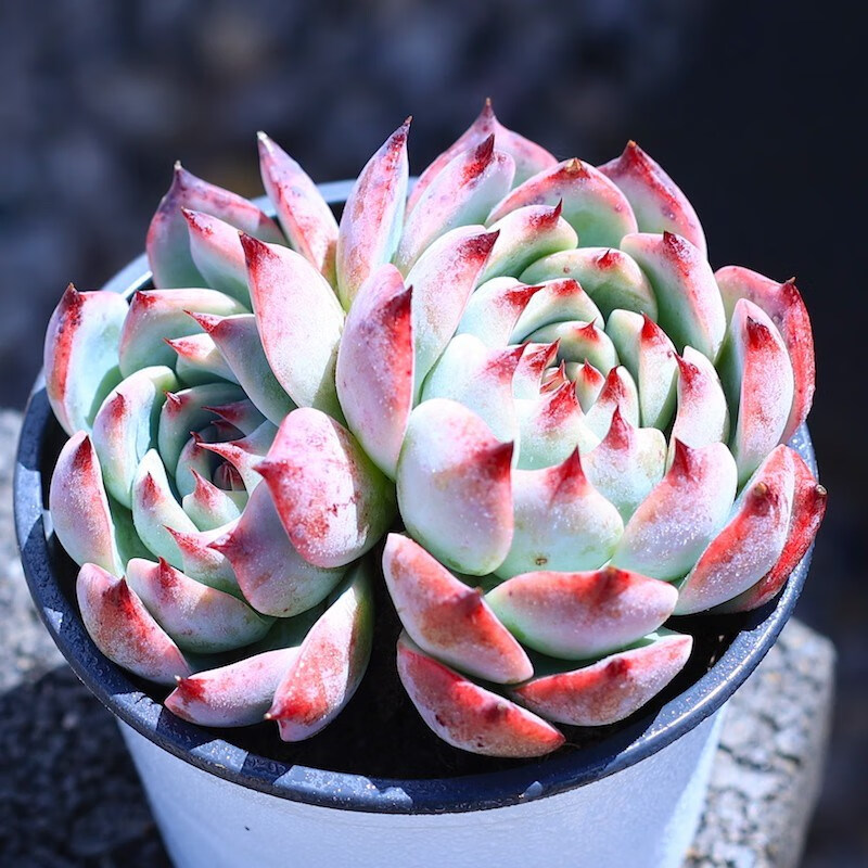 贝壳锦多肉植物白姬之舞花卉盆栽含花盆栽好成品桌面组合云南直发