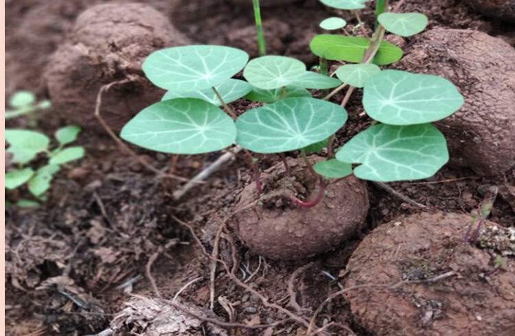 千金藤根红藤山乌龟室内花卉盆栽水培绿植金不换地不容盆景多肉爬藤