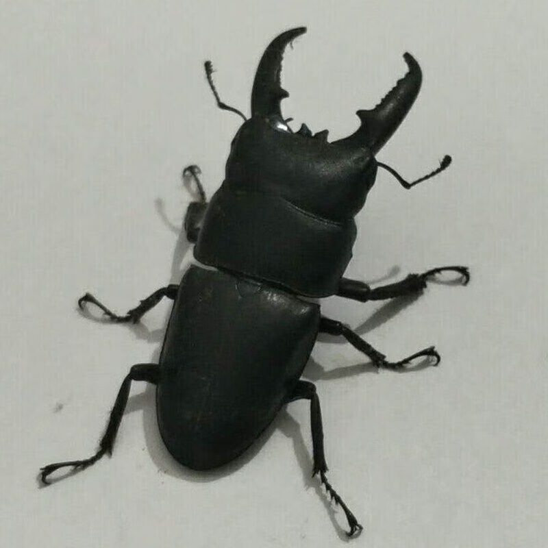 中华大扁锹甲成虫甲虫昆虫宠物活体包活独角仙 【锹甲成虫】70--74mm