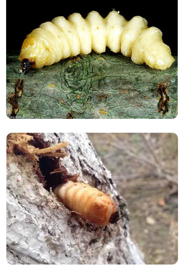 树木果树花卉钻心虫树干虫蛀虫天牛除虫杀虫剂无花果家具蛀虫农药100g