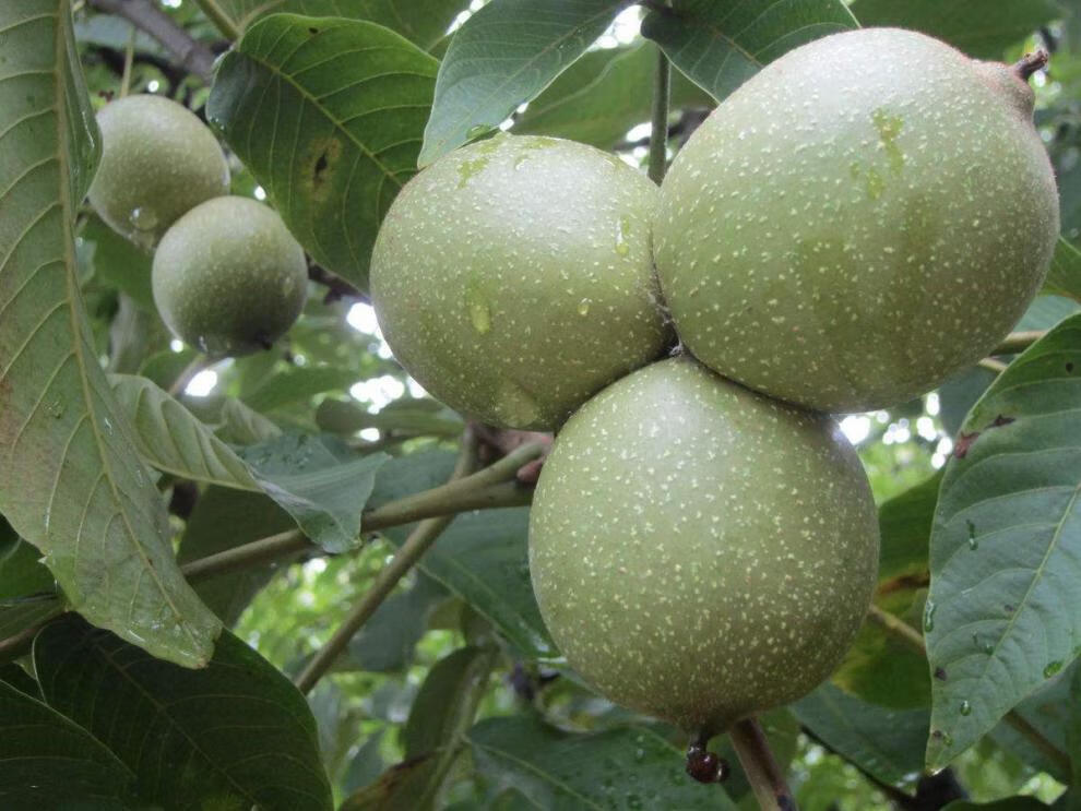 核桃树幼苗嫁接当年结果薄皮文玩特大果苗南方北方地栽庭院大树苗3年