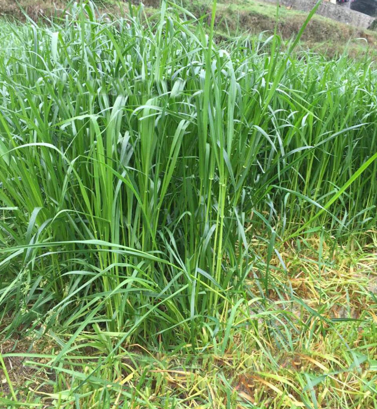 多糖宽叶四倍体一年生黑麦草种子籽 世纪天缘美国原种进口畜牧鱼