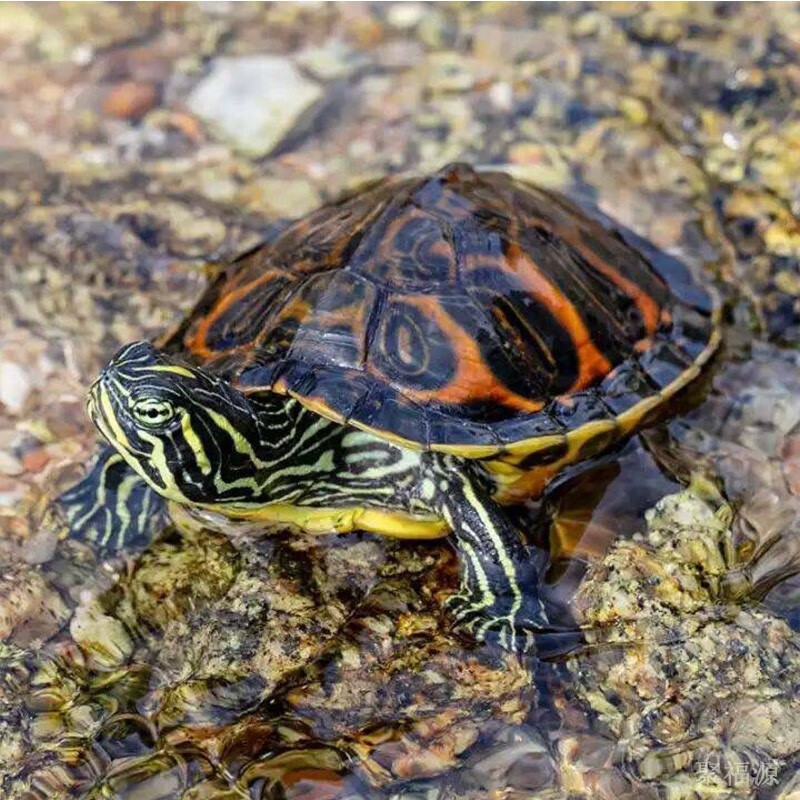 深水龟观赏龟黄耳乌龟火焰吃粪龟长寿龟清洁龟宠物东锦34厘1只