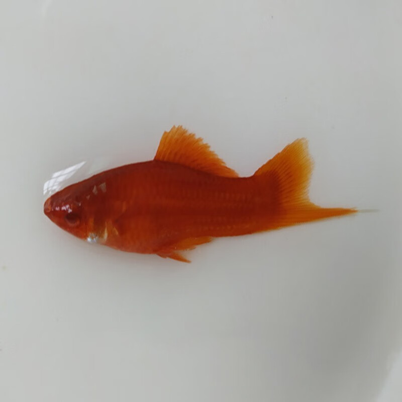 jypet高鳍红箭鱼观赏鱼高鳍红剑鱼淡水热带鱼活体鱼苗 高鳍刀公 母