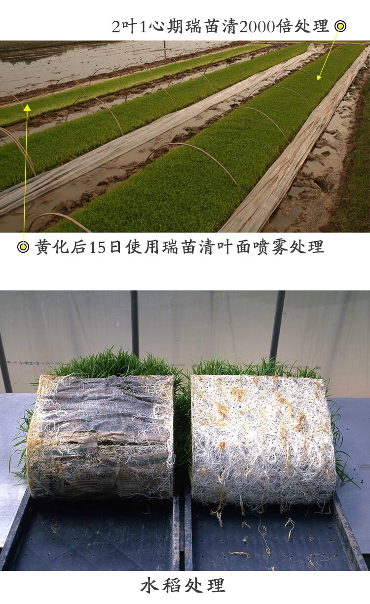 中农立华瑞苗清30甲霜恶霉灵土壤消毒水稻蔬菜作物立枯病杀菌剂50ml瓶