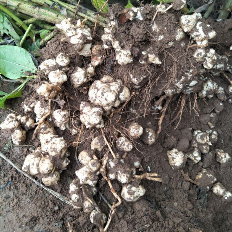 现挖大个5斤新鲜洋姜鬼子姜泡菜酱菜咸菜生调凉拌佳品多规格可选三斤