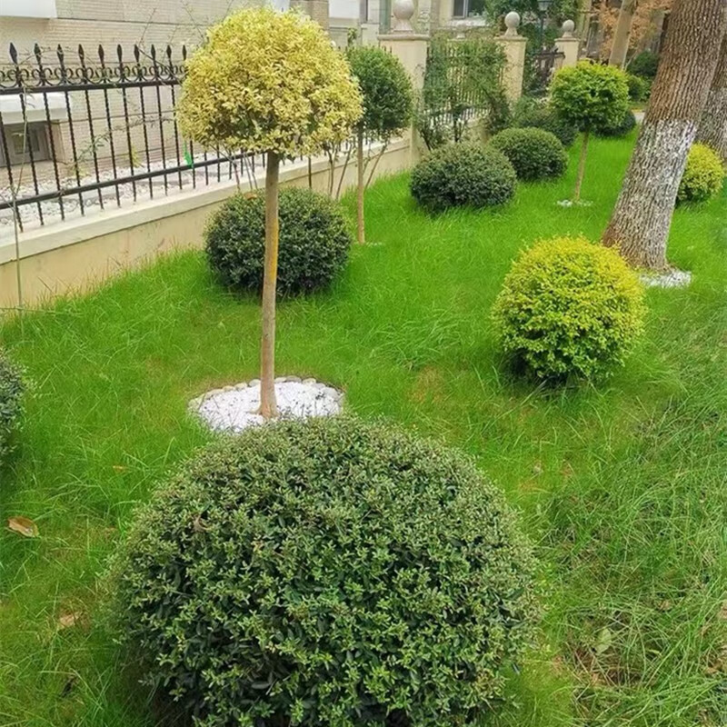 金姬小蜡棒棒糖高杆爱心步步高造型柠檬之光川滇蜡树亮金女贞盆栽川滇