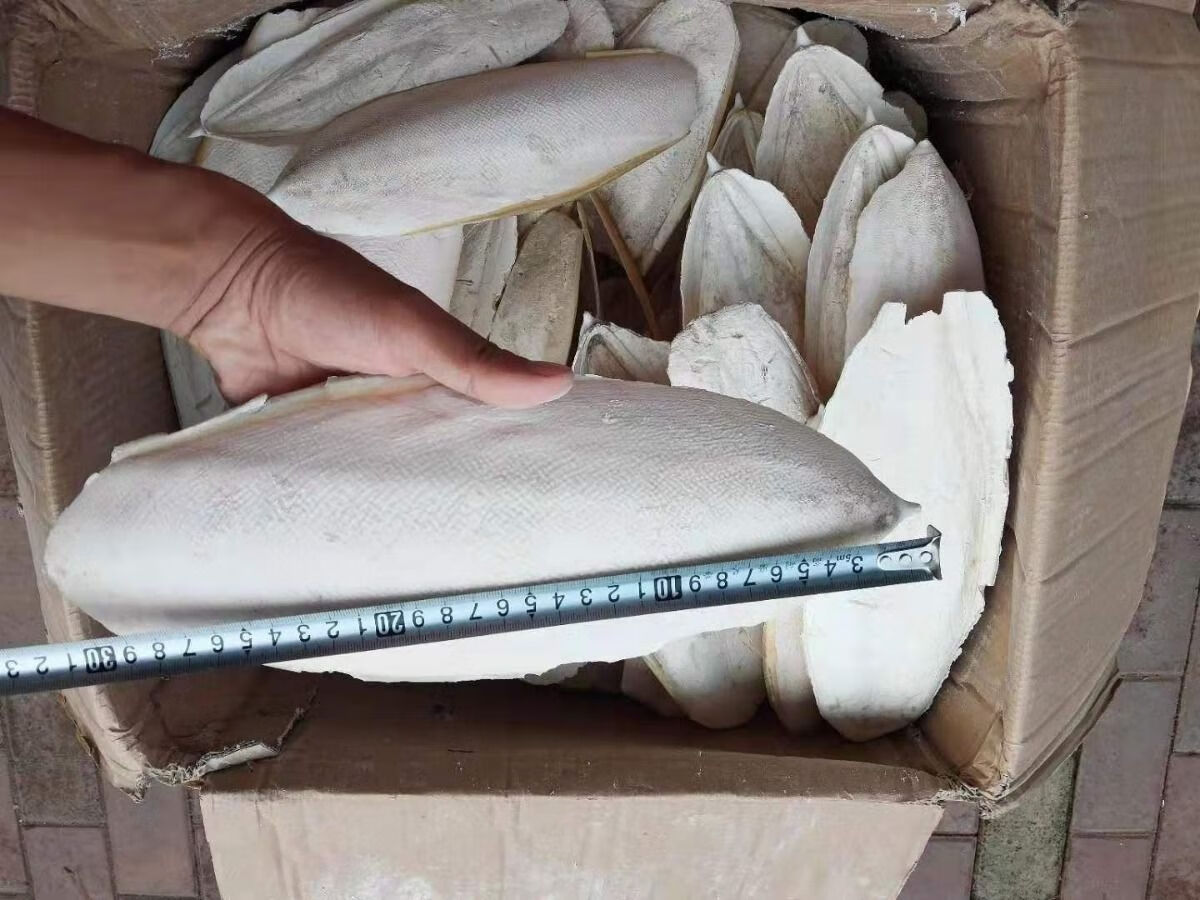 材乌贼骨 乌贼骨块海螵蛸 250g墨鱼骨牙齿鹦鹉龟补钙粉 大块乌贼骨