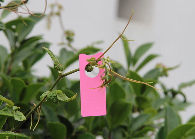 花姬葡萄记号牌葡萄标记卡瓜果标记牌西瓜标记牌甜瓜分批色卡绿色1000