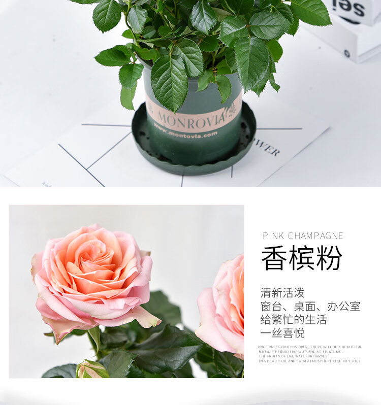 玫瑰四季开花带盆栽好观花植物室内阳台庭院花卉绿植一代佳人8棵带