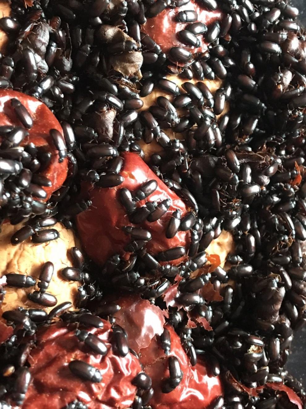 正宗九龙虫活体 洋虫幼虫可繁殖长命虫材喂养九龙虫假包退 400只九龙